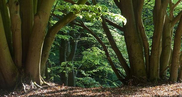 Wacholderheide im Marxener Paradies